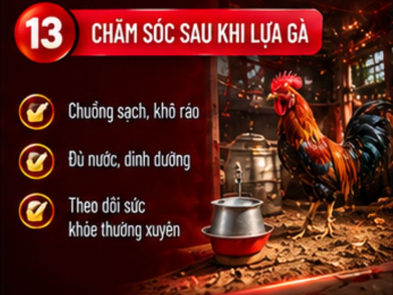 Cách chăm sóc sau khi lựa gà