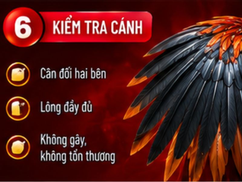 Kiểm tra cánh