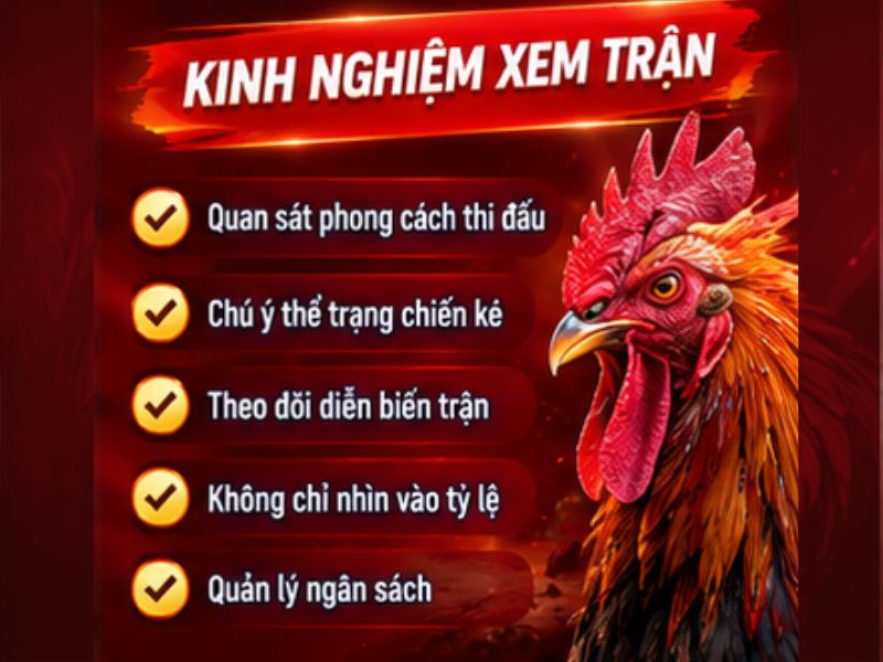 Kinh Nghiệm Theo Dõi Đá Gà Cựa Dao 33WIN