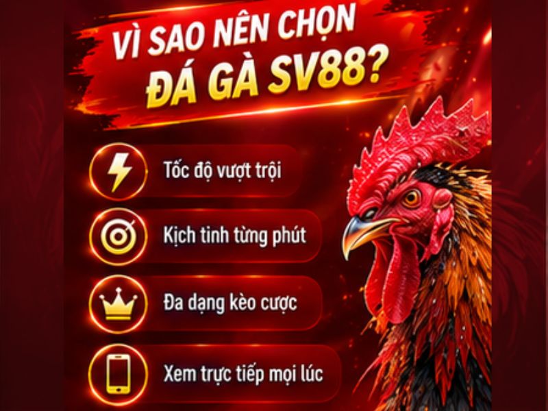 Vì Sao Đá Gà SV88 Thu Hút Người Theo Dõi