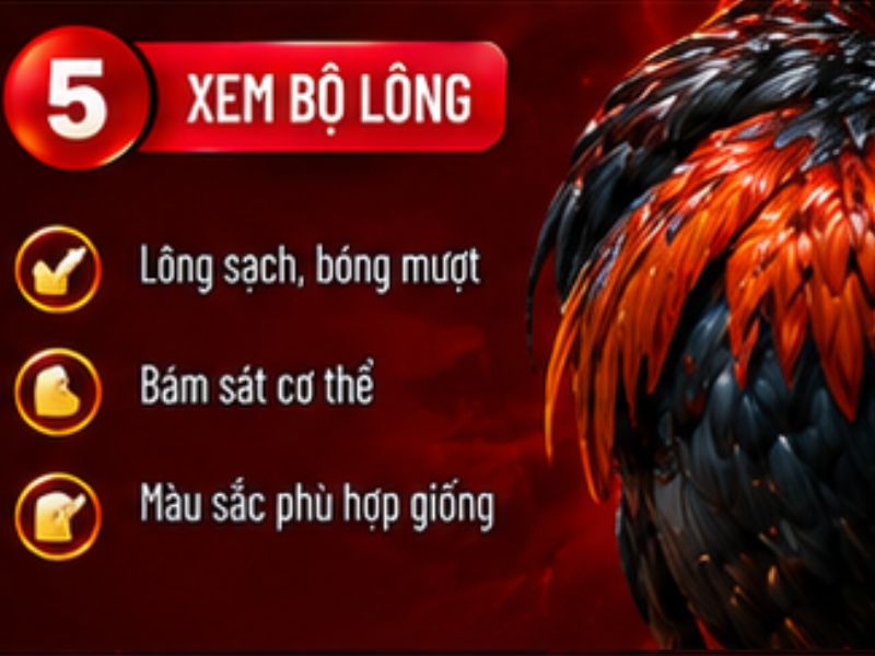Xem bộ lông