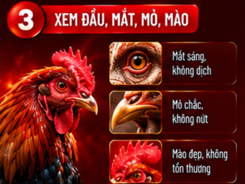 Xem phần đầu của gà